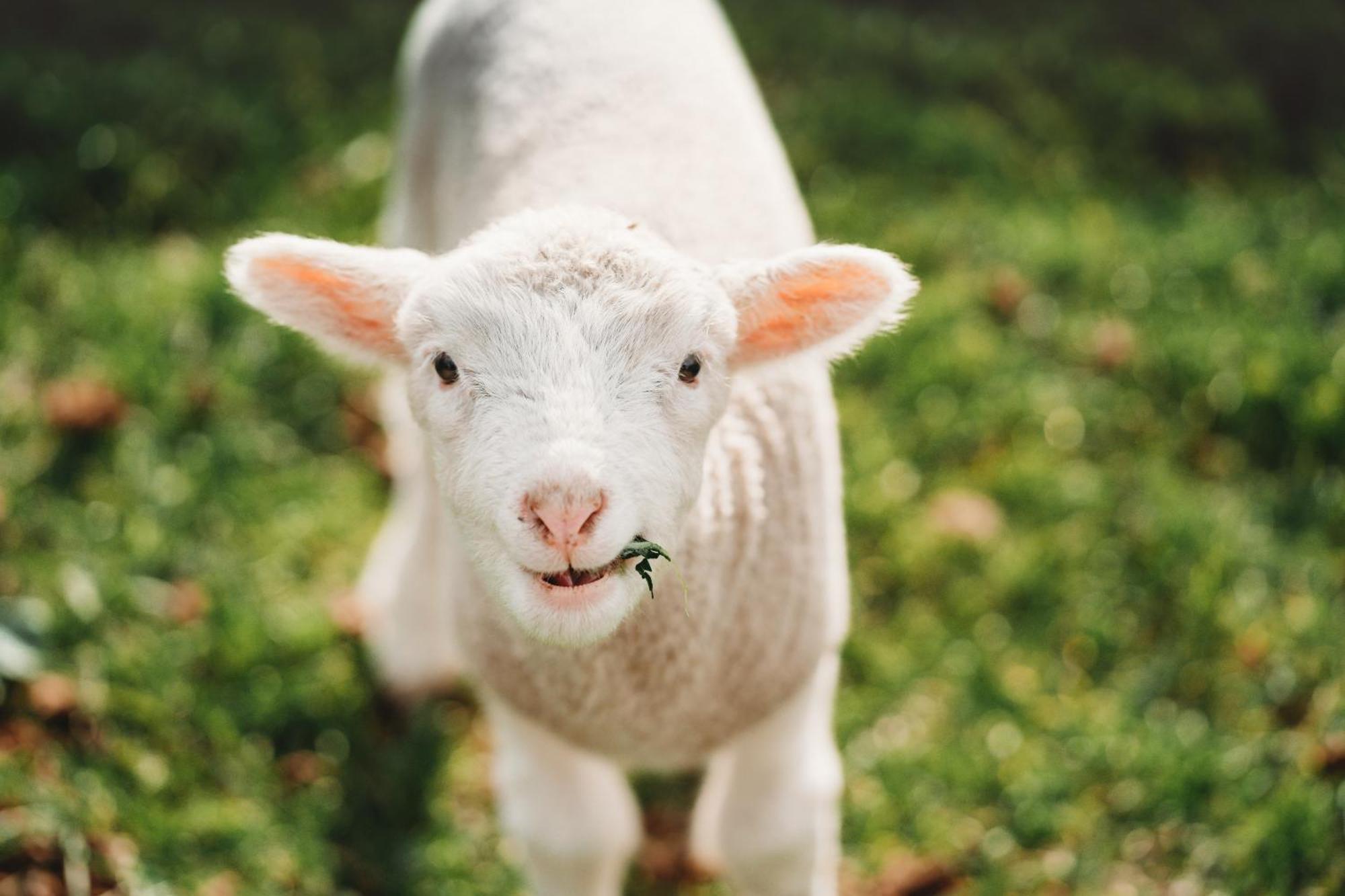 Freshwater Creek Cottages & Farm Stay Torquay Luaran gambar