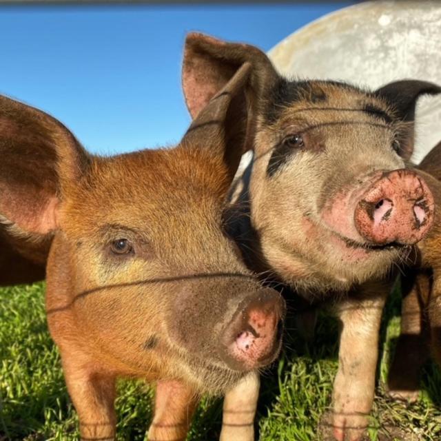 Freshwater Creek Cottages & Farm Stay Torquay Luaran gambar