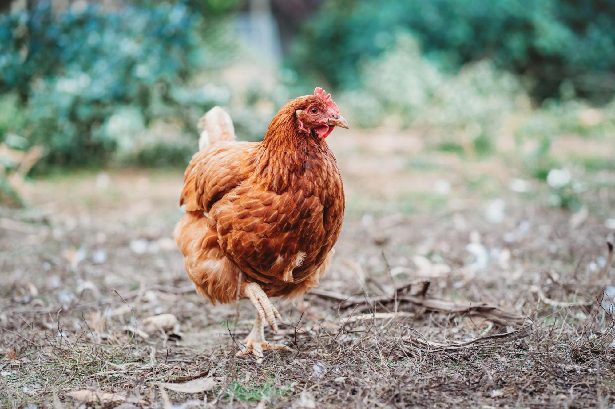 Freshwater Creek Cottages & Farm Stay Torquay Luaran gambar