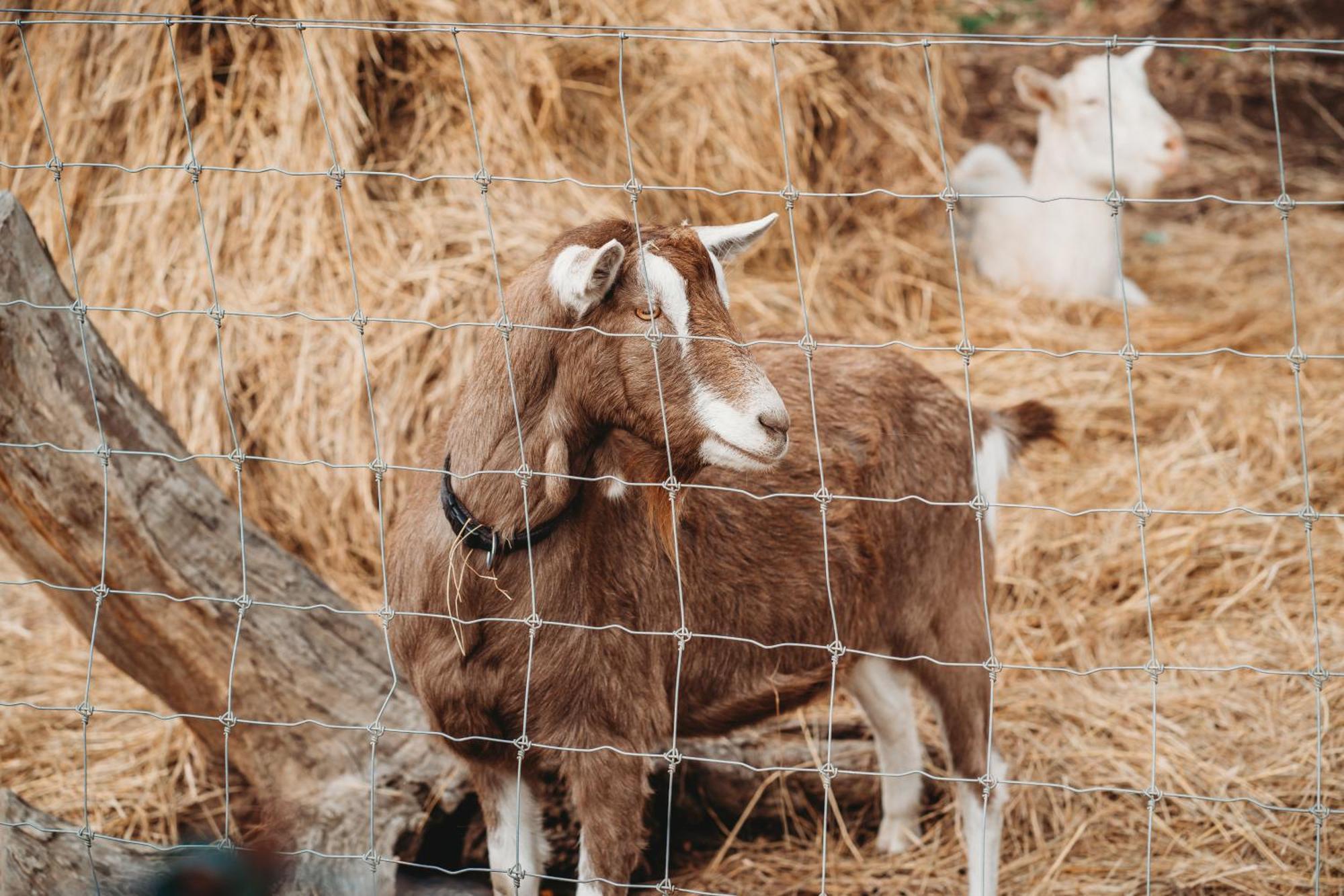 Freshwater Creek Cottages & Farm Stay Torquay Luaran gambar