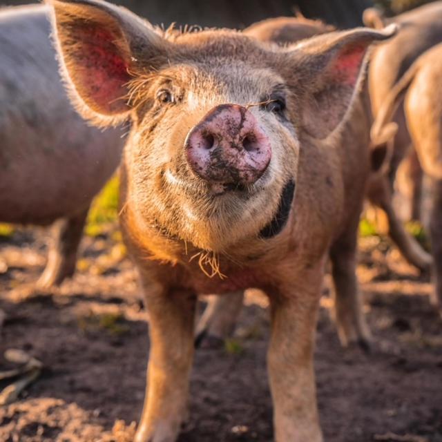 Freshwater Creek Cottages & Farm Stay Torquay Luaran gambar