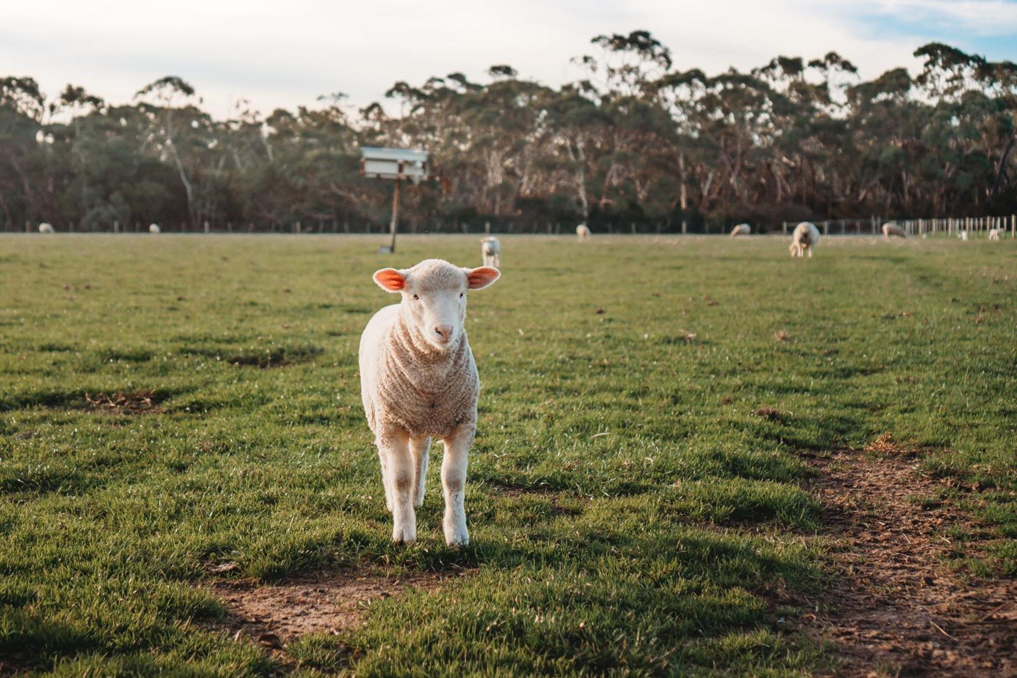 Freshwater Creek Cottages & Farm Stay Torquay Luaran gambar
