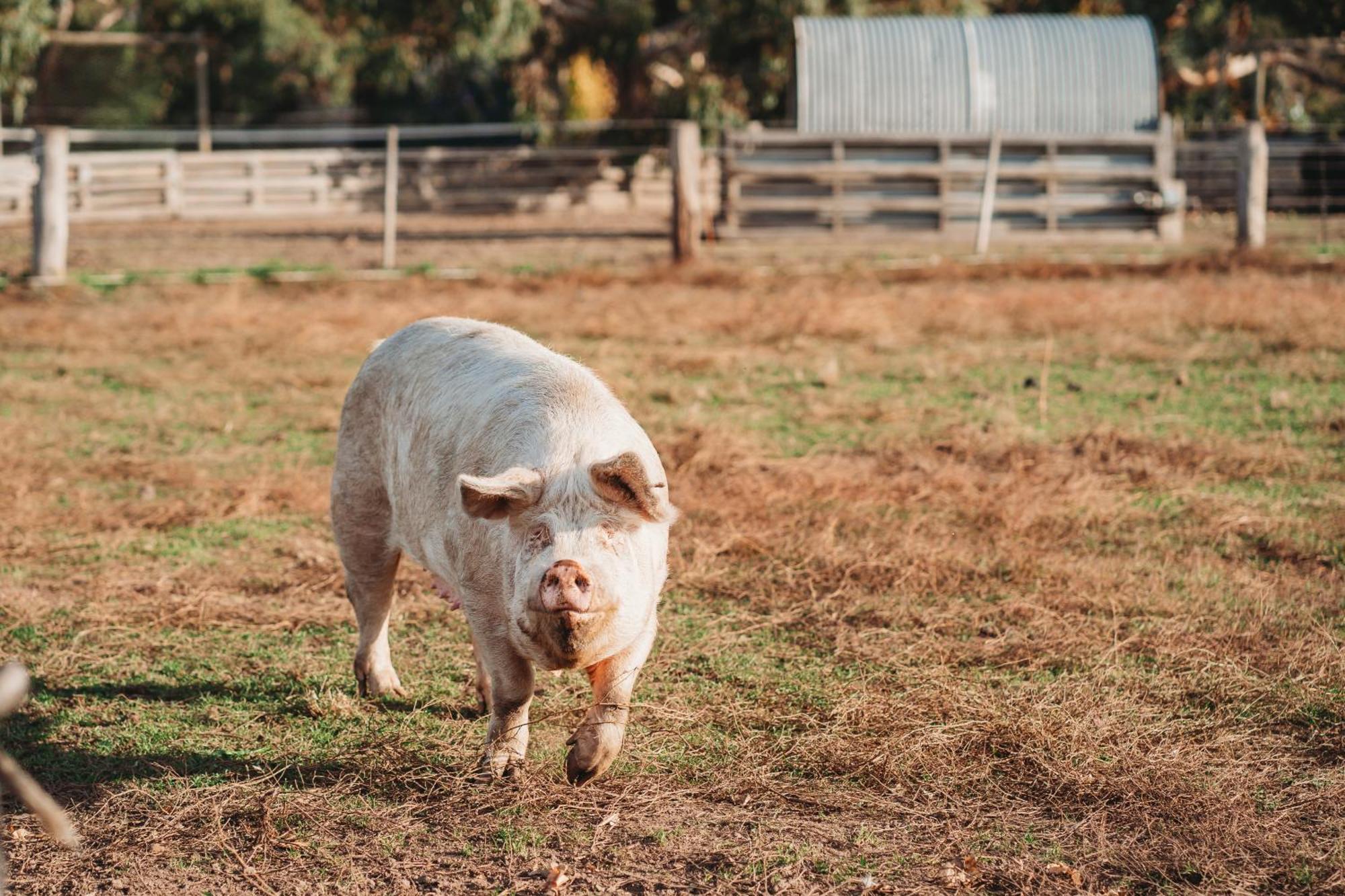 Freshwater Creek Cottages & Farm Stay Torquay Luaran gambar