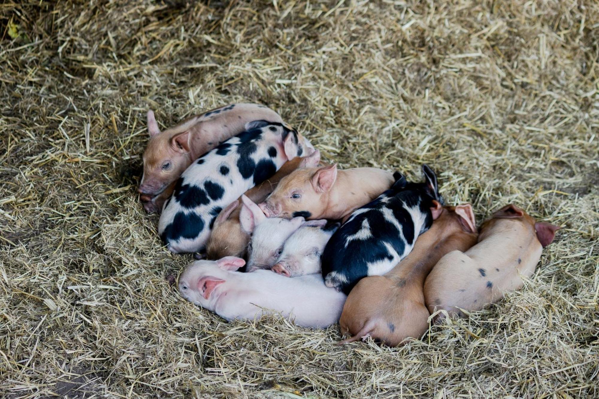 Freshwater Creek Cottages & Farm Stay Torquay Luaran gambar