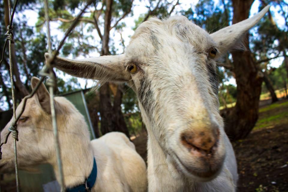 Freshwater Creek Cottages & Farm Stay Torquay Luaran gambar