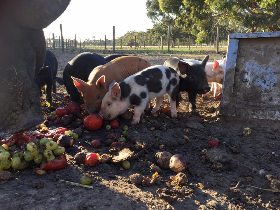 Freshwater Creek Cottages & Farm Stay Torquay Luaran gambar